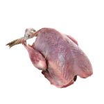 Pigeon meat
